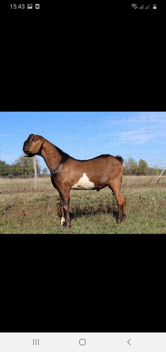 В'язка 100% Англо Нубійським козлом.