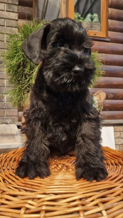 Цуценяти з відмінним родоводом.