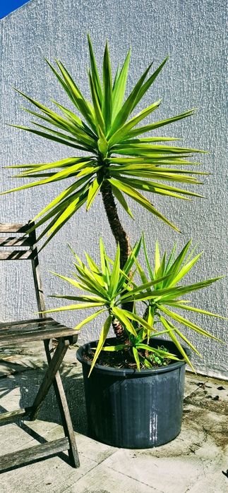 Plantas Yucca  em vaso
