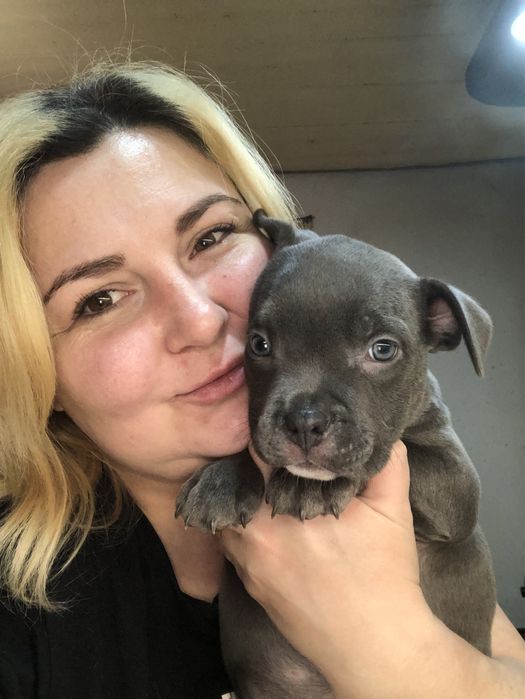 Блакитна буллі стандарт