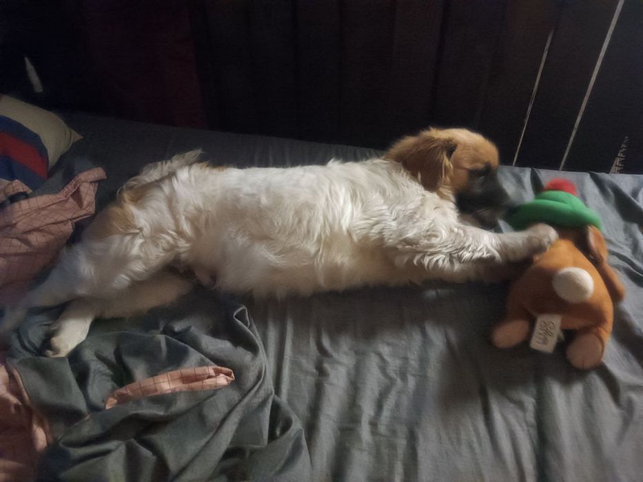 Собака хлопчик 5 місяців