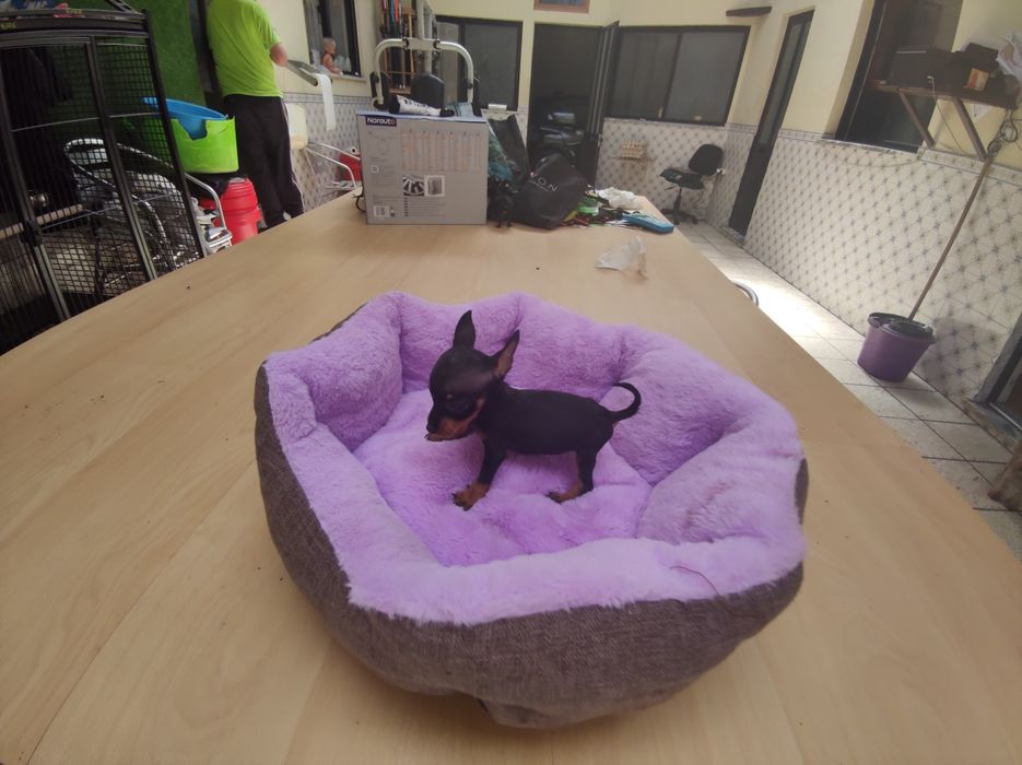 Pinscher pincher super miniatura fêmea criado em ambiente familiar