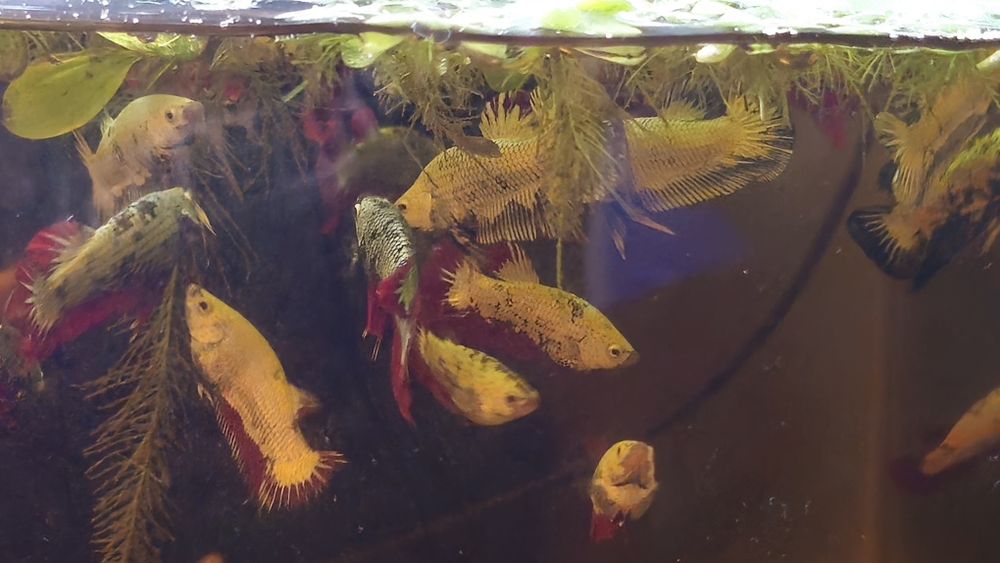 Vendo Bettas dragon