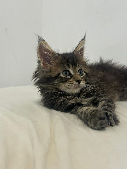 Linda gatinha tabby
