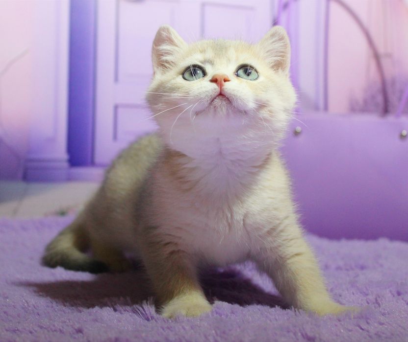 Красуня британська дівчинка в забарвленні голубе золото