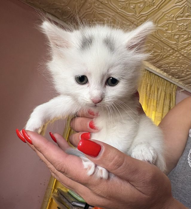 Кошенята, 2 місяці