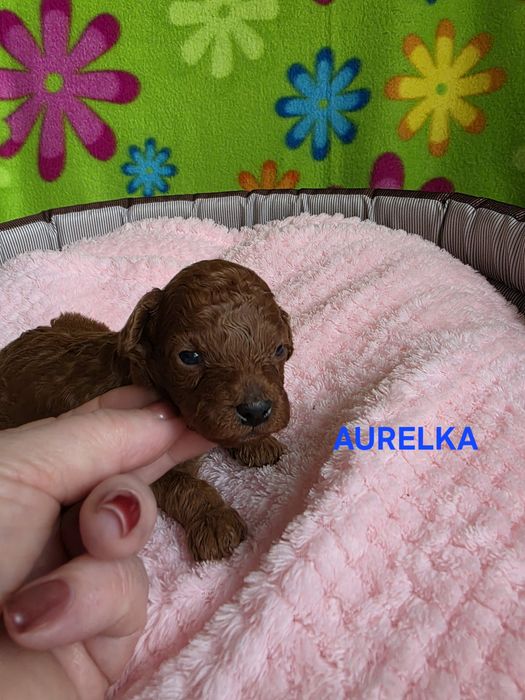 Zarezerwowana  Aurelka