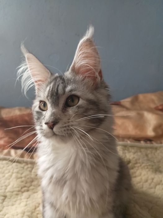 Koteczka Maine Coon
