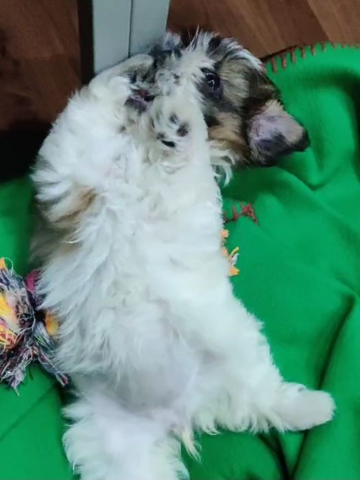 Shih tzu macho puro