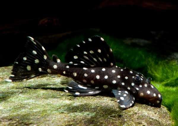 Zbrojnik L-240 - glonojad - Leporacanthicus Galaxias - ryba 6cm - AKWAREKS