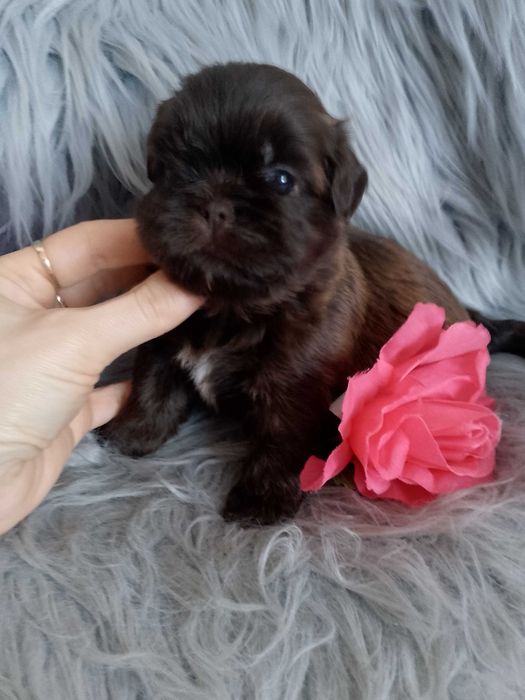 Piękna czekoladowa suczka Shih -Tzu szuka domku
