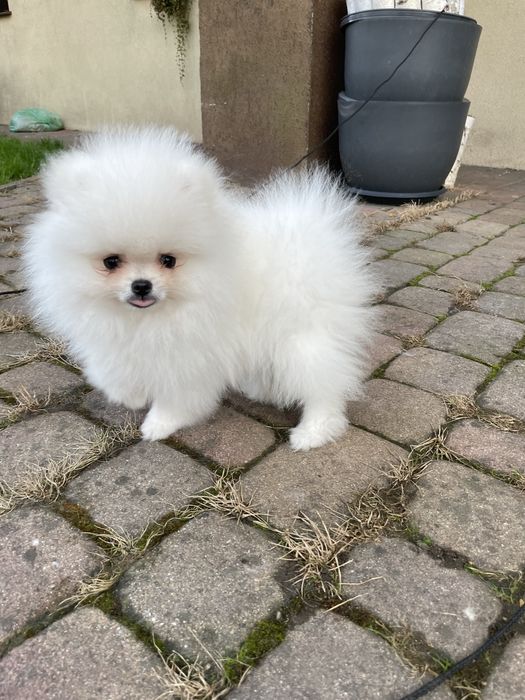 Pomeranian przepiękny chłopiec !