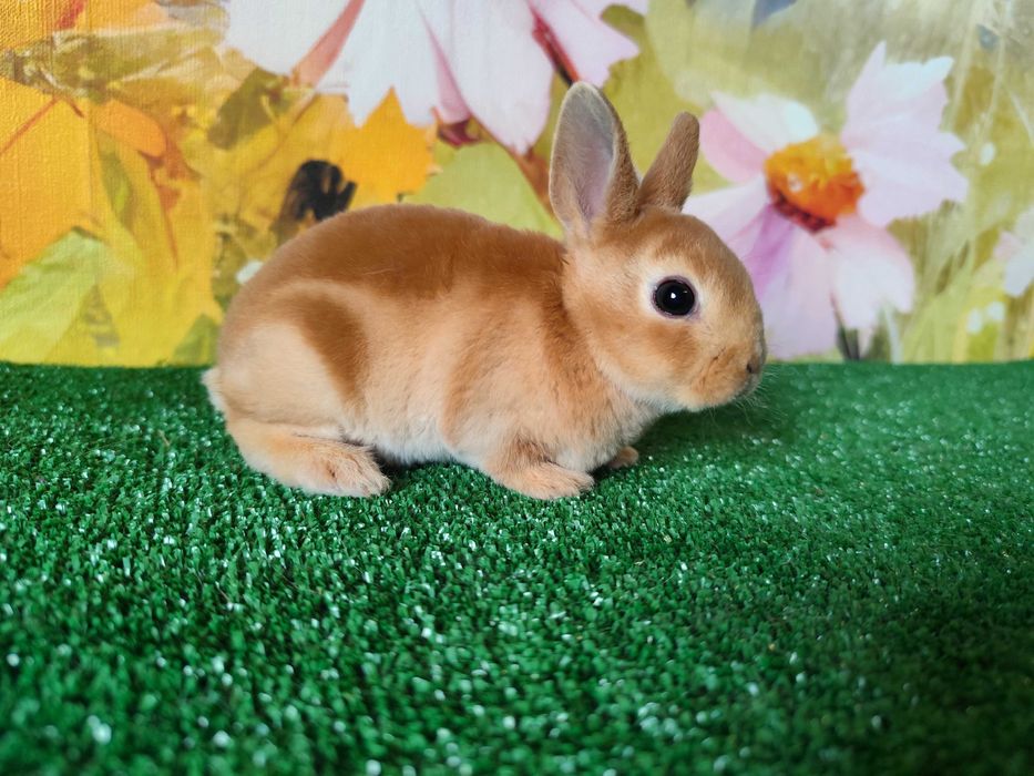 Hodowla Mini REX LOP Karzełek Niderlandzki królik miniaturka baranek