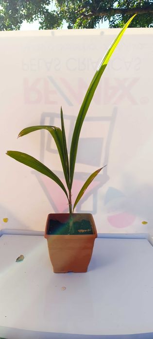 Coqueiro de jardim