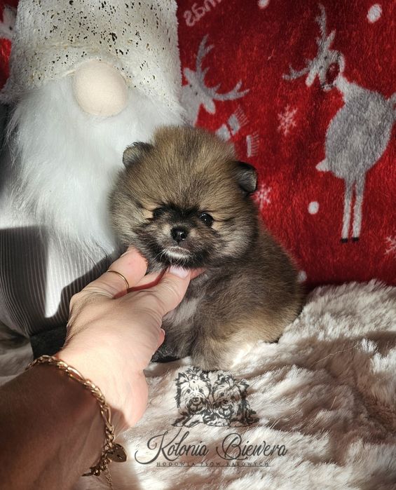 Szpic Miniaturowy/ Pomeranian sunia PASZPORT!!