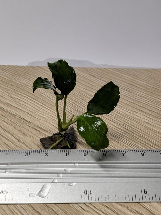 Анубіас нана Петіт