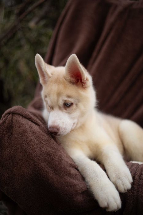 Купить щенка хаски