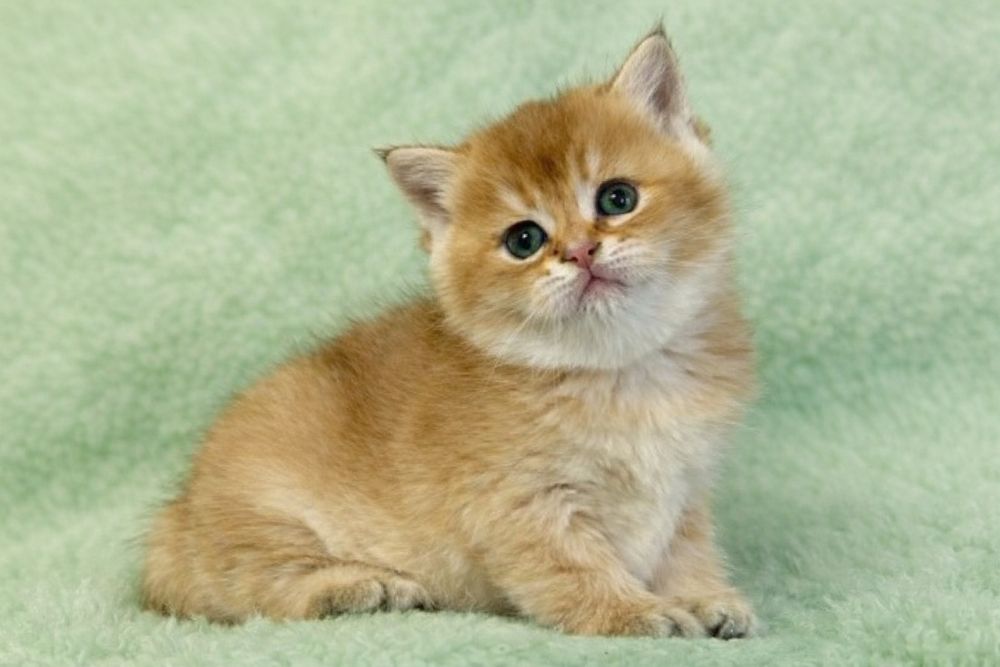 British shorthair golden chinchilla