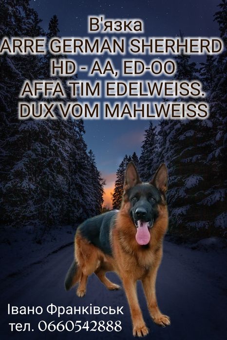 Пропонується кобель для розведення