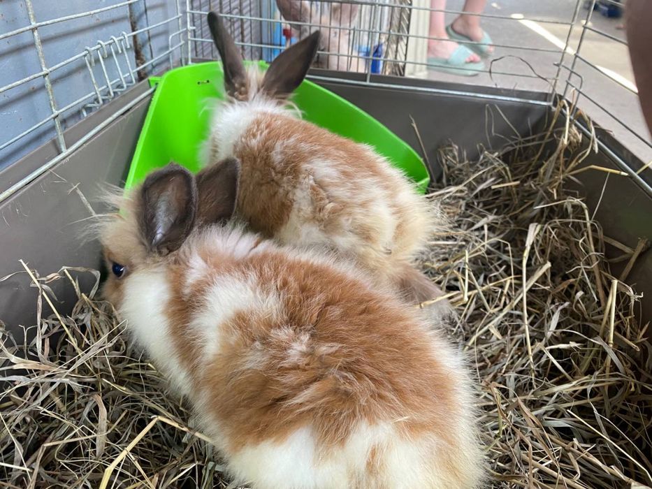 Кролики КАРЛИКОВЫЕ (до 500-800 грамм)