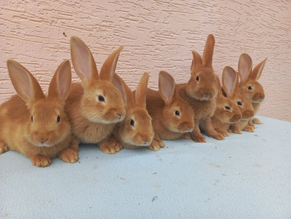 Продам кроликів бургундського породи