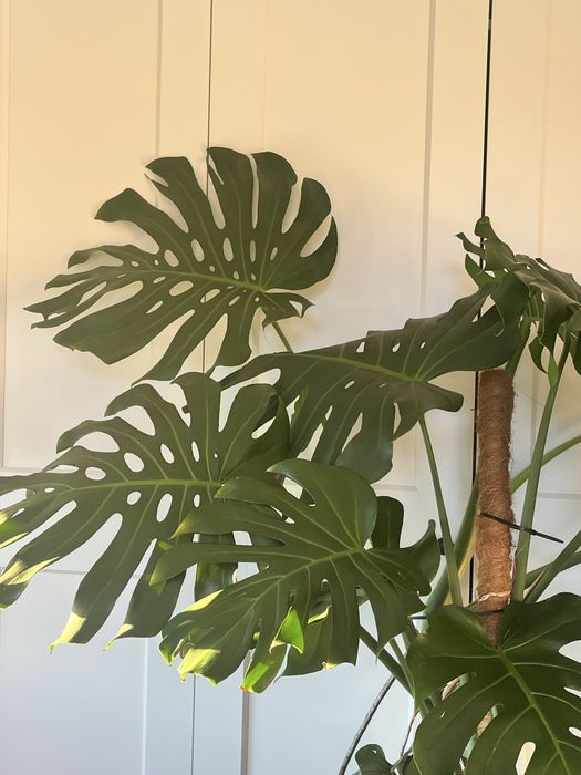 Monstera DUŻA 2metry