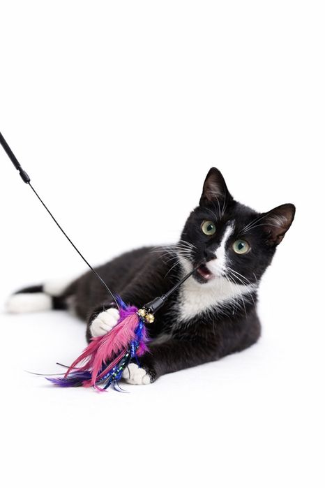 KOKS szuka swojego nowego domu