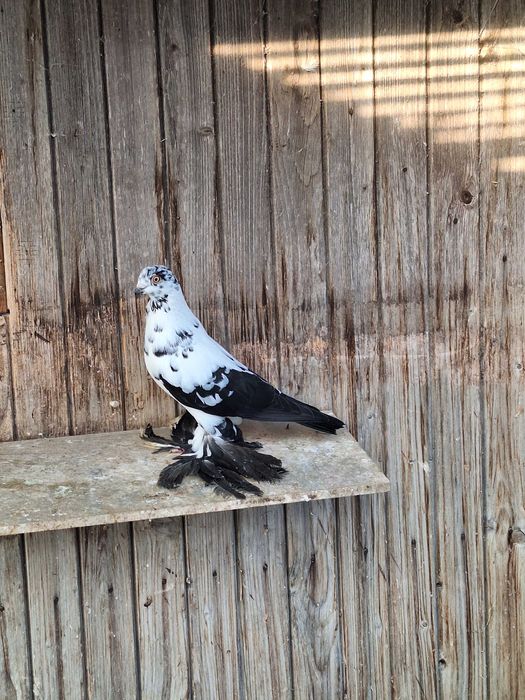 Gołębie ozdobne ptaki