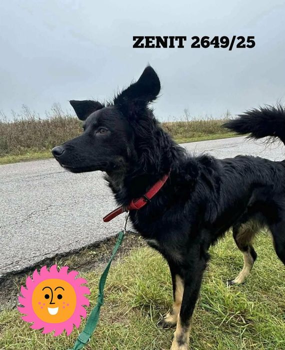 Młodziutki Zenit do adopcji