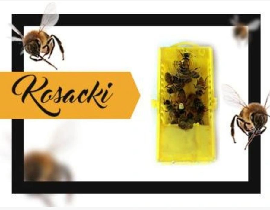 Matki pszczele Unasiennione, ule, pszczoły