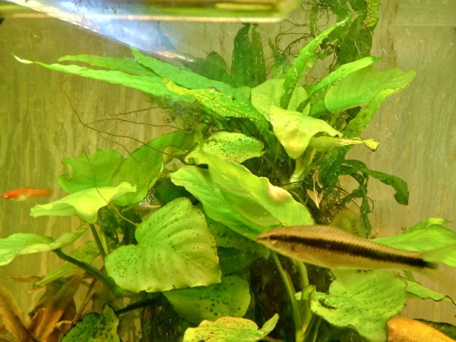 Roślina  akwariowa Anubias