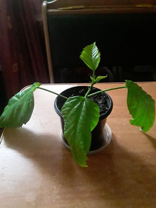 Суданская роза ускорения