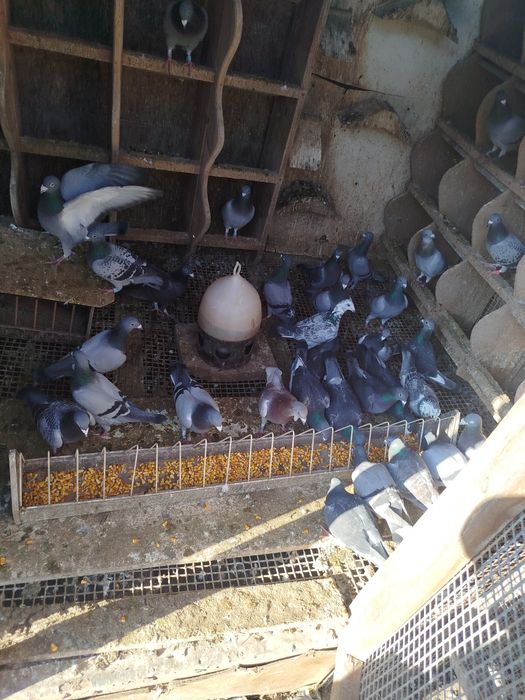 Gołębie lotowane od hodowcy