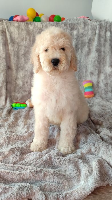 Goldendoodle standard badania genetyczne pudel dogoterapia