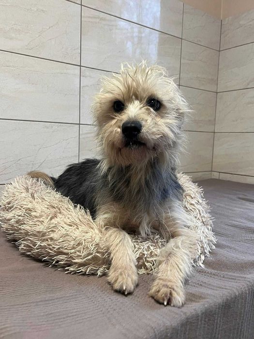 BLANKA w schronisku w lutututowie waga 8 kg