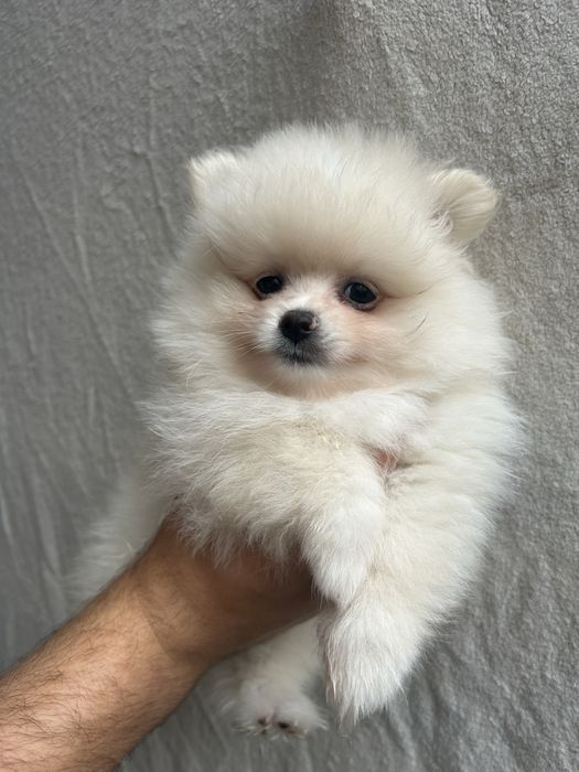 KOKOS szpic miniaturowy pomeranian samiec
