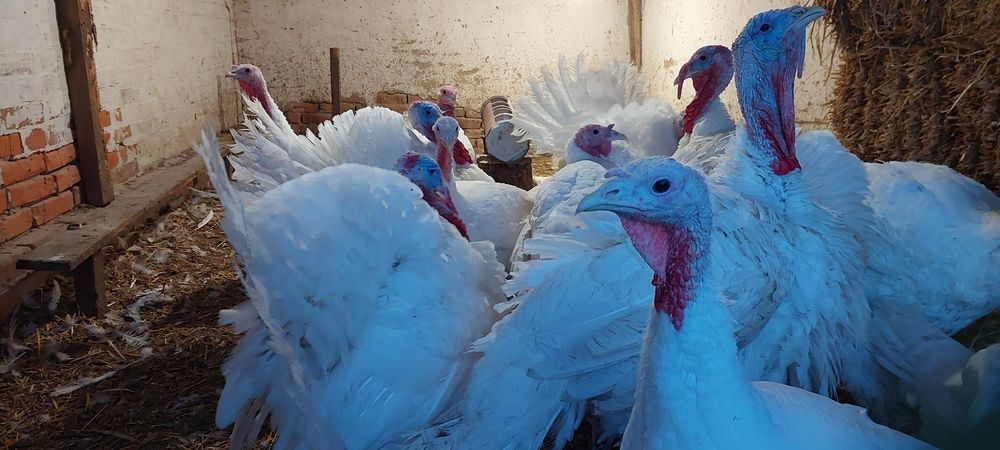 Продаж індиків біг 6