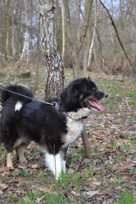 Suczka Jagódka, pies ze schroniska- adopcja, oddam psa