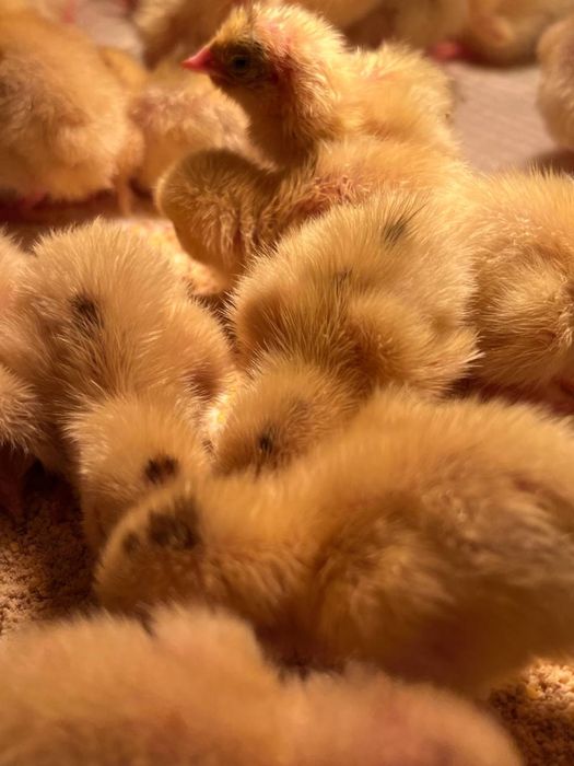 Суточные перепела, суточные цыплята перепелов, подрощеные перепела