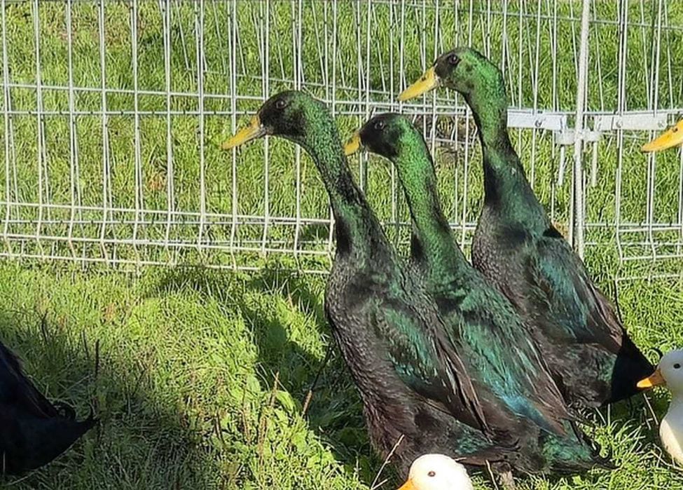 Kaczki biegus indyjski