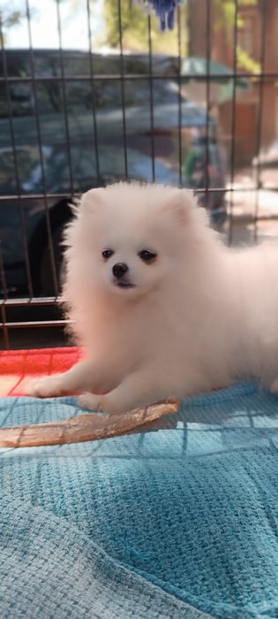 Померанський шпіц