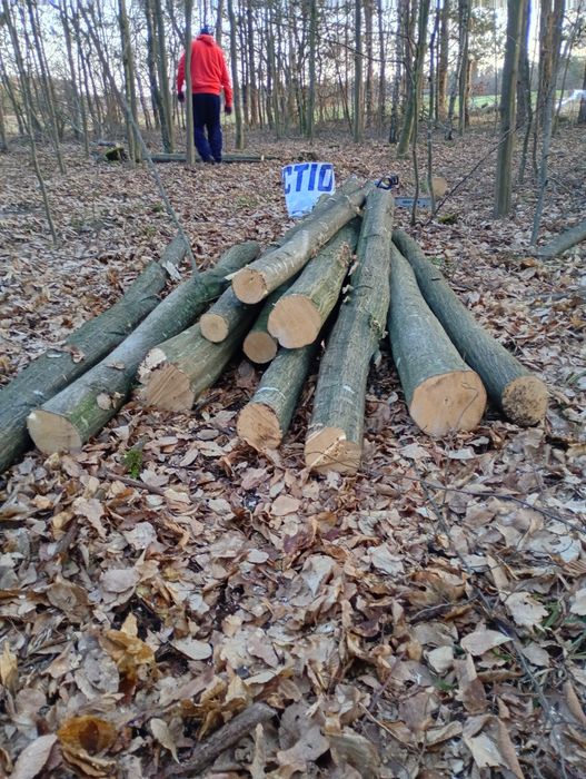 Baliki  grabowe okazja!!