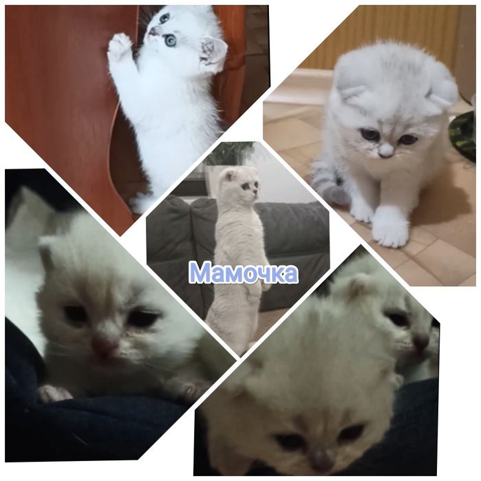 В'язка шиншилового серебристого кота, прямовухий  шотландець