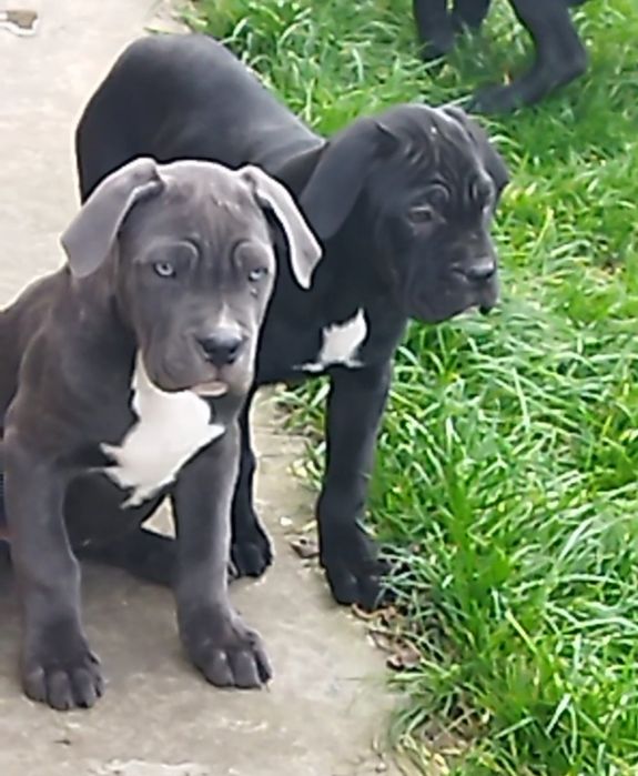 Кане-корсо щенки