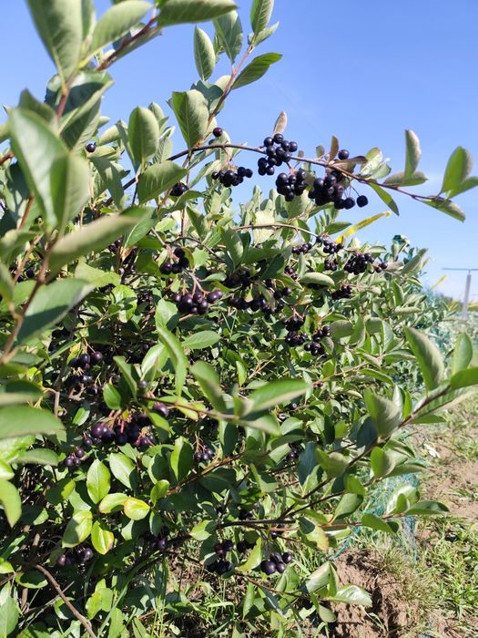 Aronia rwana na zamówienie
