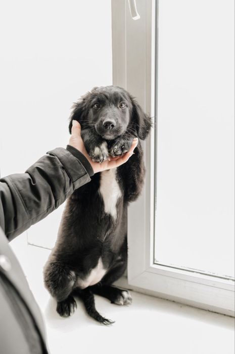 Цуценя дівчинка шукає дім та сімʼю! 4-5 міс. Врятована військовими.