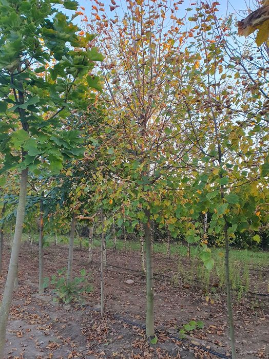 LIPA DROBNOLISTNA Tilia cordata ob. 14 -16 cm kopana maszyną PASZPORT