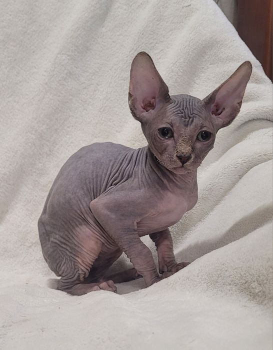 Gatinho sphynx bebé