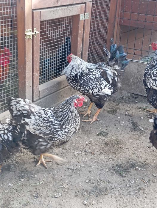 Jajka lęgowe wyandotte srebnołuskowane Kochin olbrzymi silki