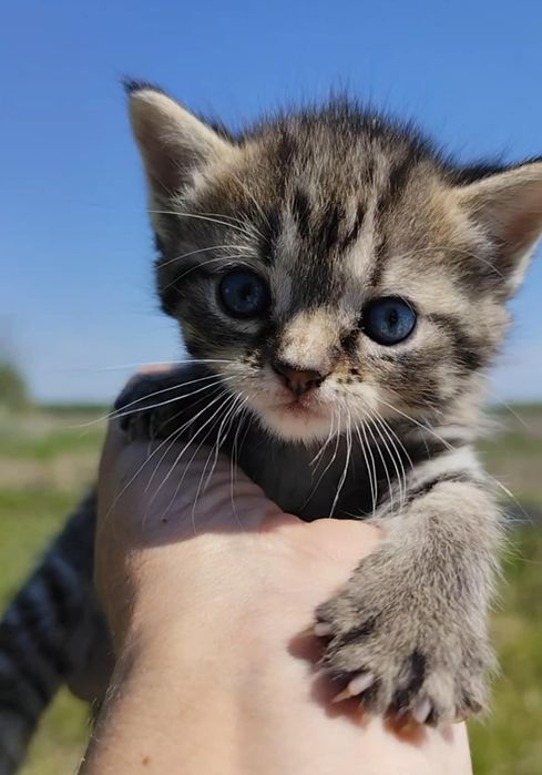 Кошечка тигровая
